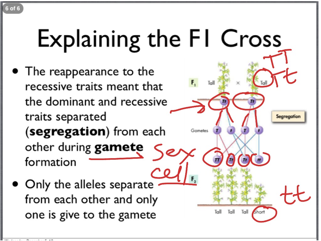 ShowMe - 11.1 all puzzle time answers geometry