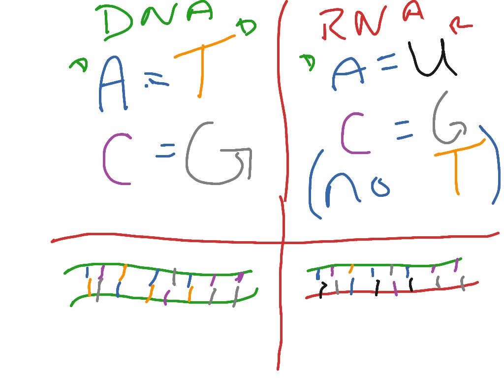 what-are-the-base-pairing-rules-for-dna-pediaa-com