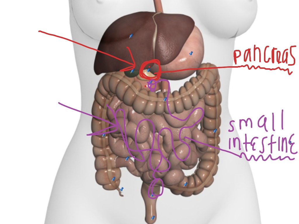 pancreas-and-small-intestine-science-biology-showme