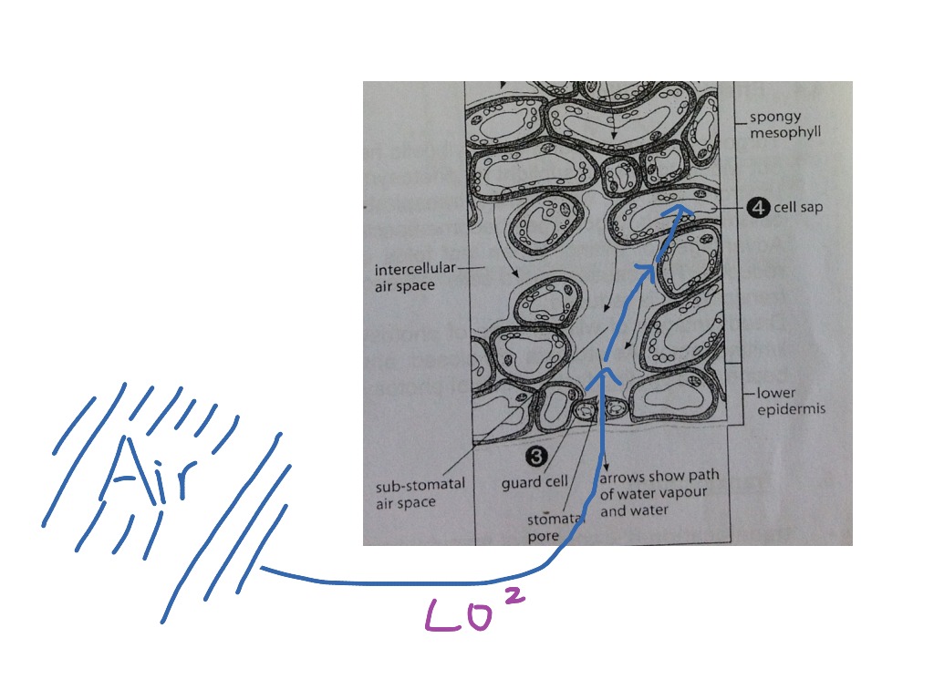 How does carbon dioxide enter leaf? | Science, Biology, Plants | ShowMe