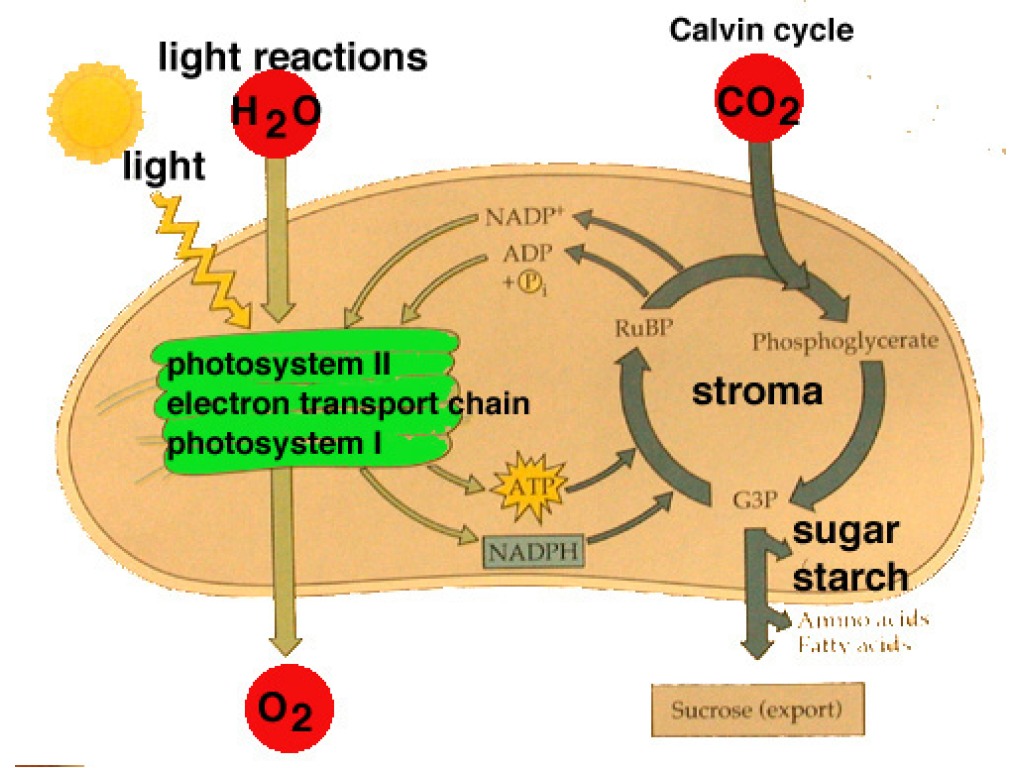 Сильная реакция на свет. Photosynthesis Light Reactions. Фотосинтез Окштейн. Light Reaction and Calvin Cycle. Цикл Кальвина.