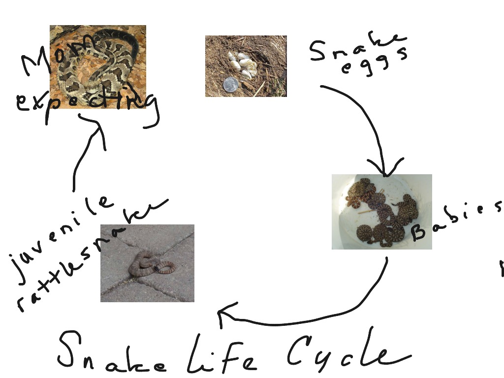 The Life Cycle of Rattlesnakes: Reproduction, Growth, and Development