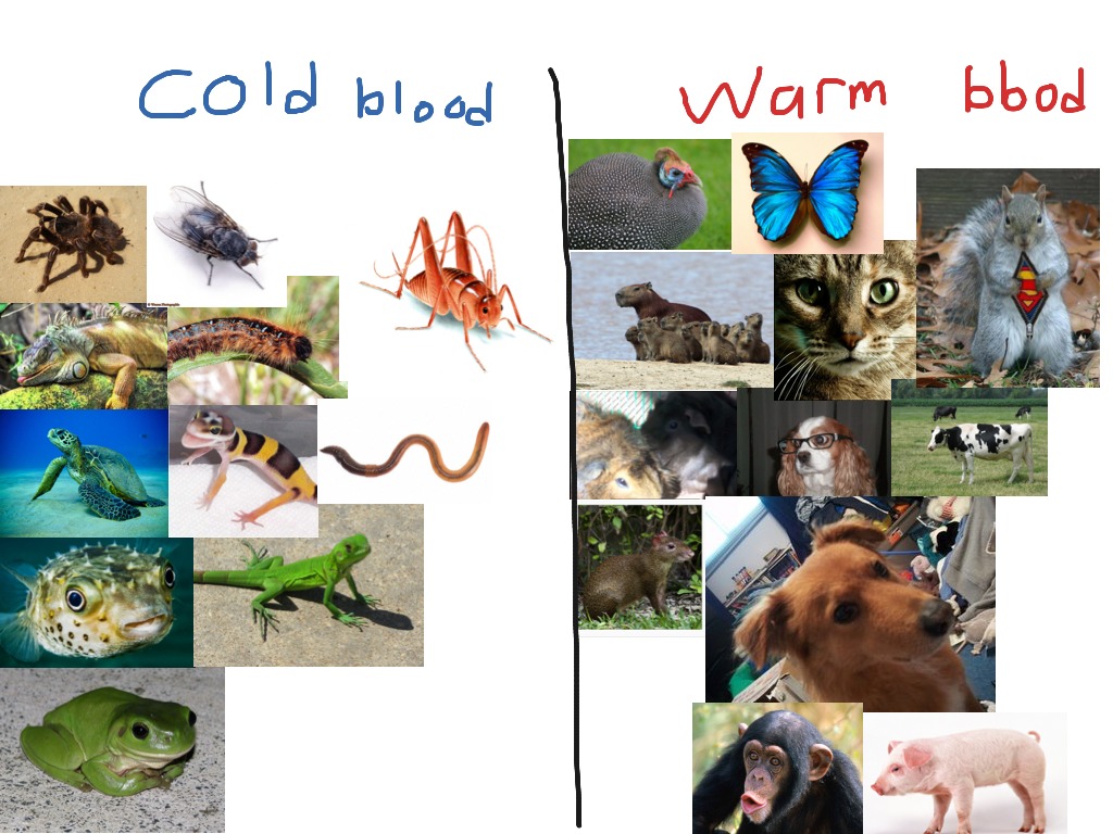 Warm and cold blooded animals and insects | Science | ShowMe