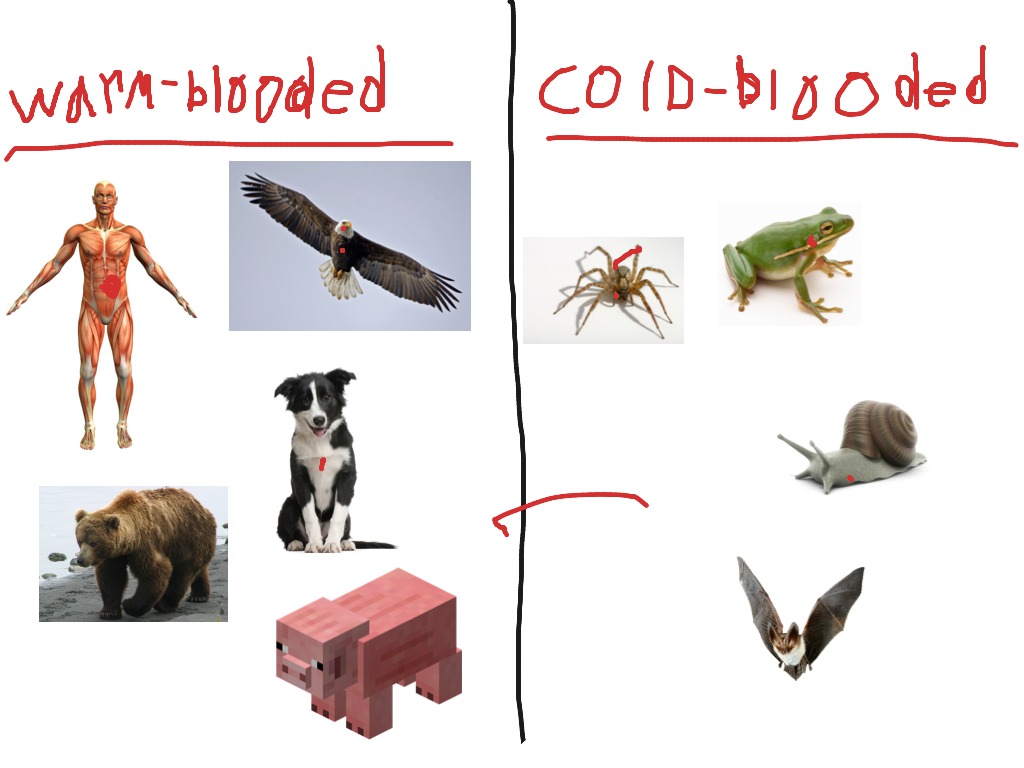 cold blooded animals examples