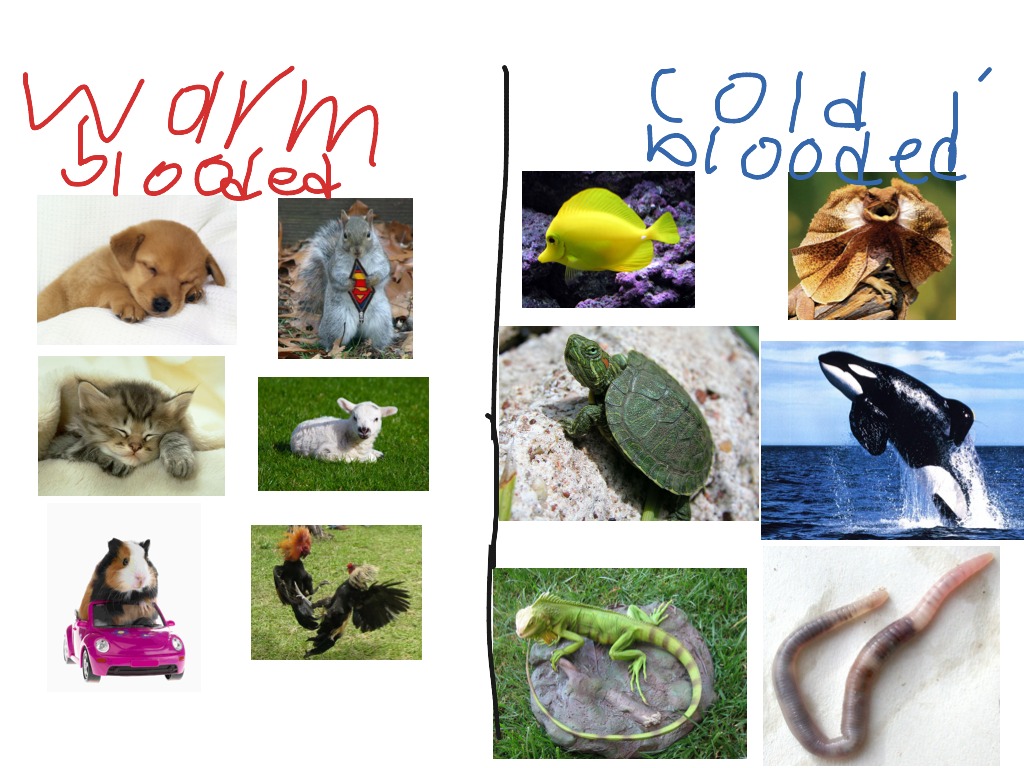 cold blooded animals examples