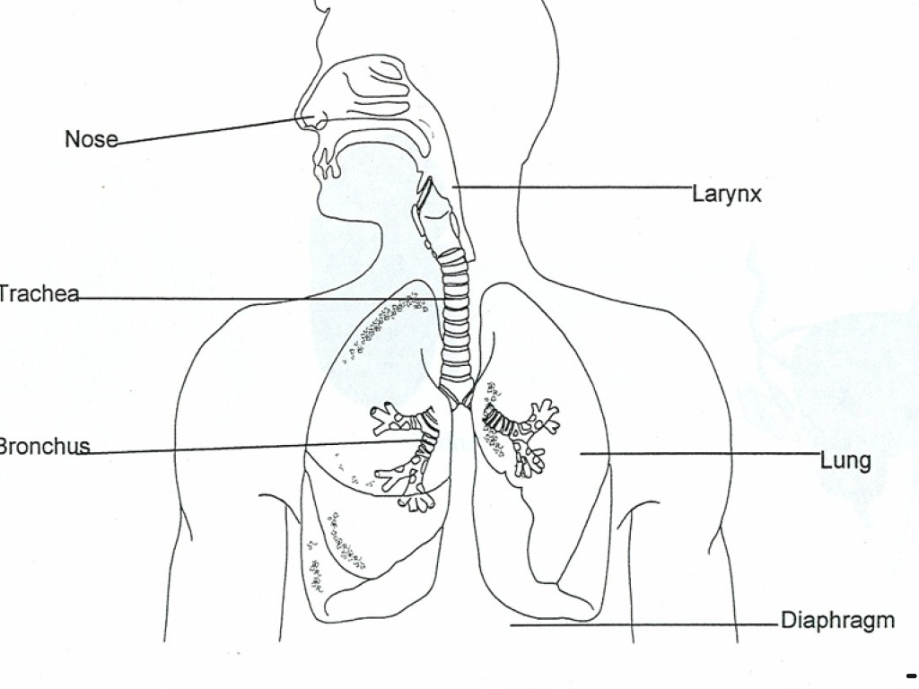 Respiratory system | Science, Biology, Genetics | ShowMe