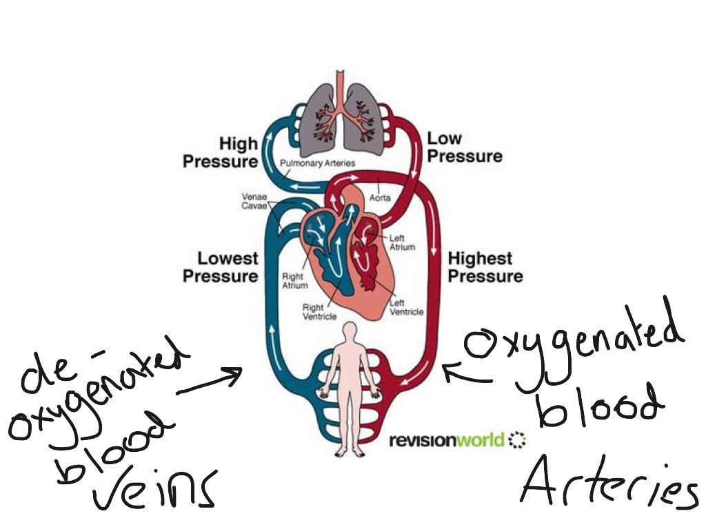 Double Circulatory System Diagram Science Biology Anatomy Veins 
