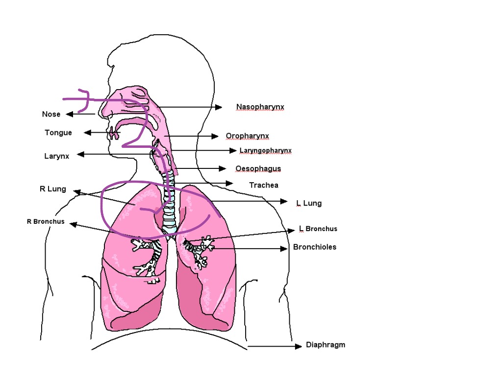 Дыхательная латынь. Дыхательная система. Органы дыхания. Органы дыхательной системы. Система дыхания.
