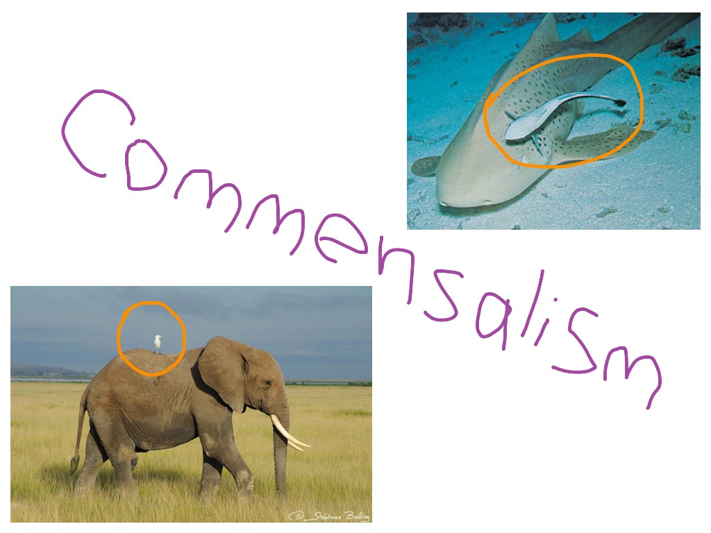 explain commensalism with examples