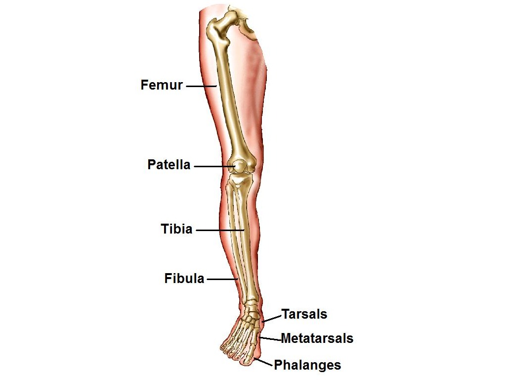 Bones of the leg | Physical Education | ShowMe