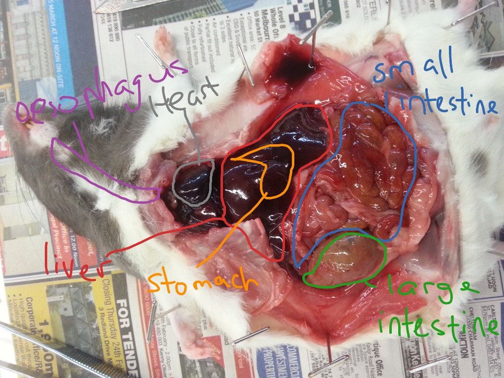 Rat Dissection Diagram | Science, Biology, anatomy | ShowMe