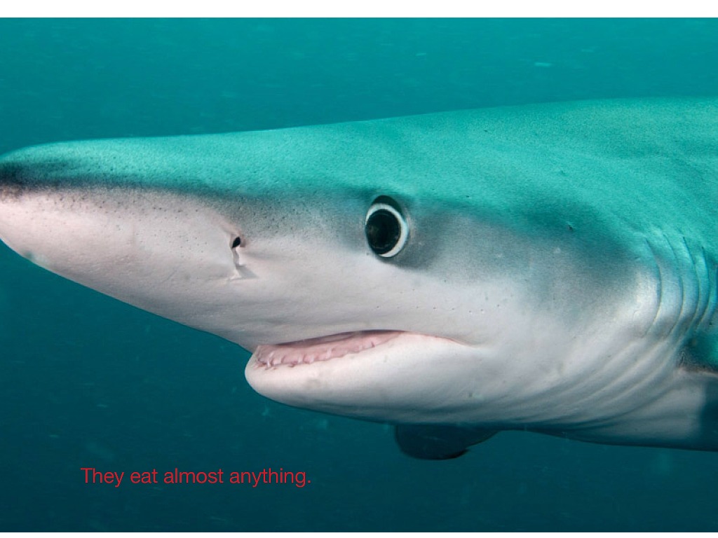 Blue shark. Prionace glauca. Светлоперая синяя акула. Большая голубая акула. Гуджитсу голубая акула.