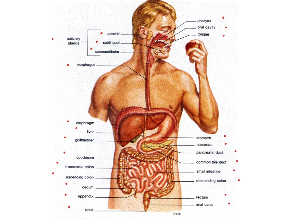 Upper body anatomy | Science, medicine | ShowMe