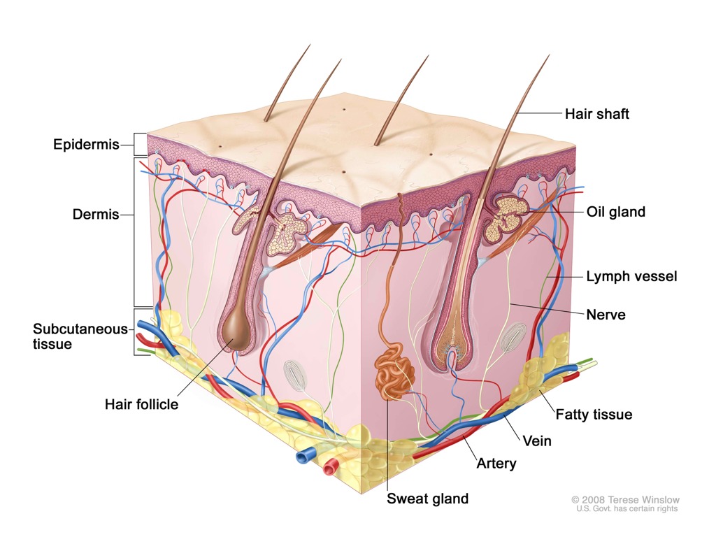 Skin | Science | ShowMe