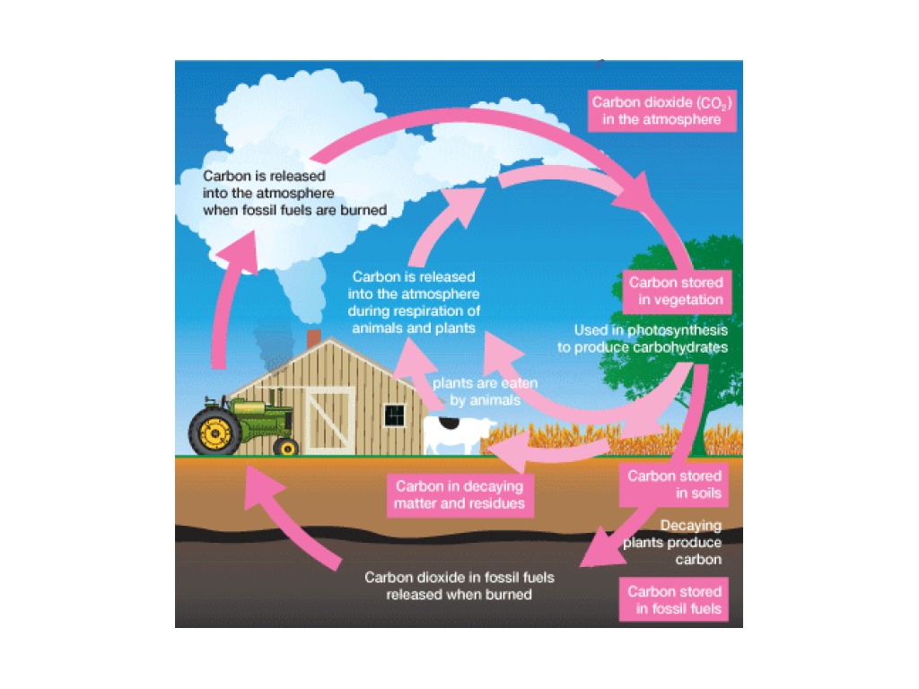 The Carbon cycle | Science, Chemistry | ShowMe