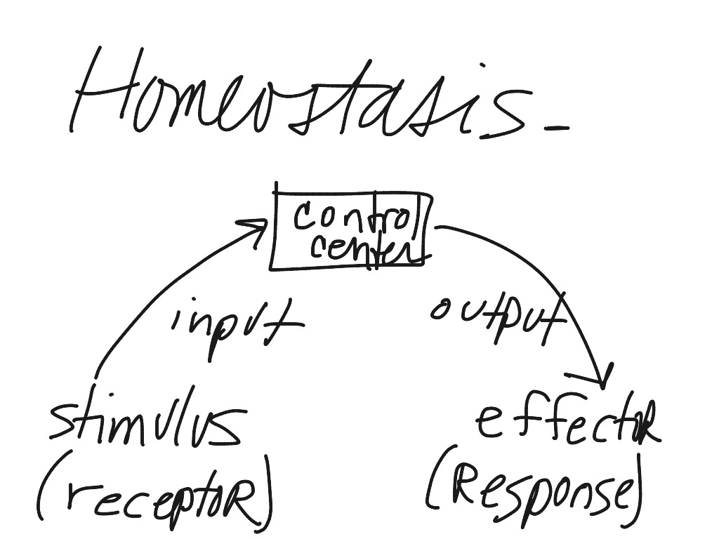 View Homeostasis Drawing Science – Home