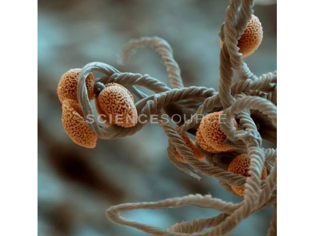 most-viewed-thumbnail
