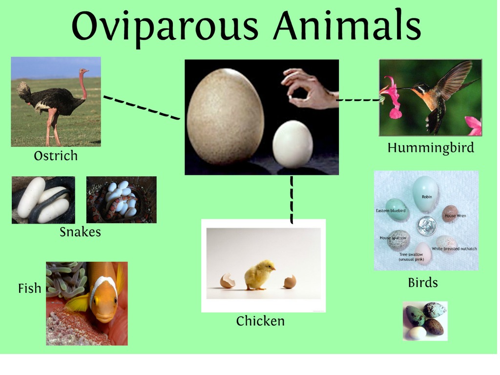 Oviparous animals 2 | Science | ShowMe