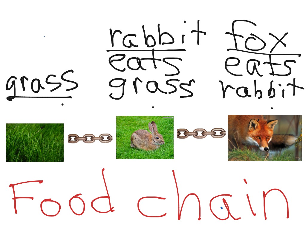 what is the scientific word for food chain