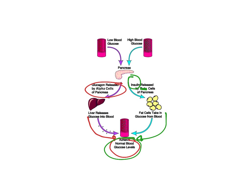 What Is The Meaning Of Sugar Biology