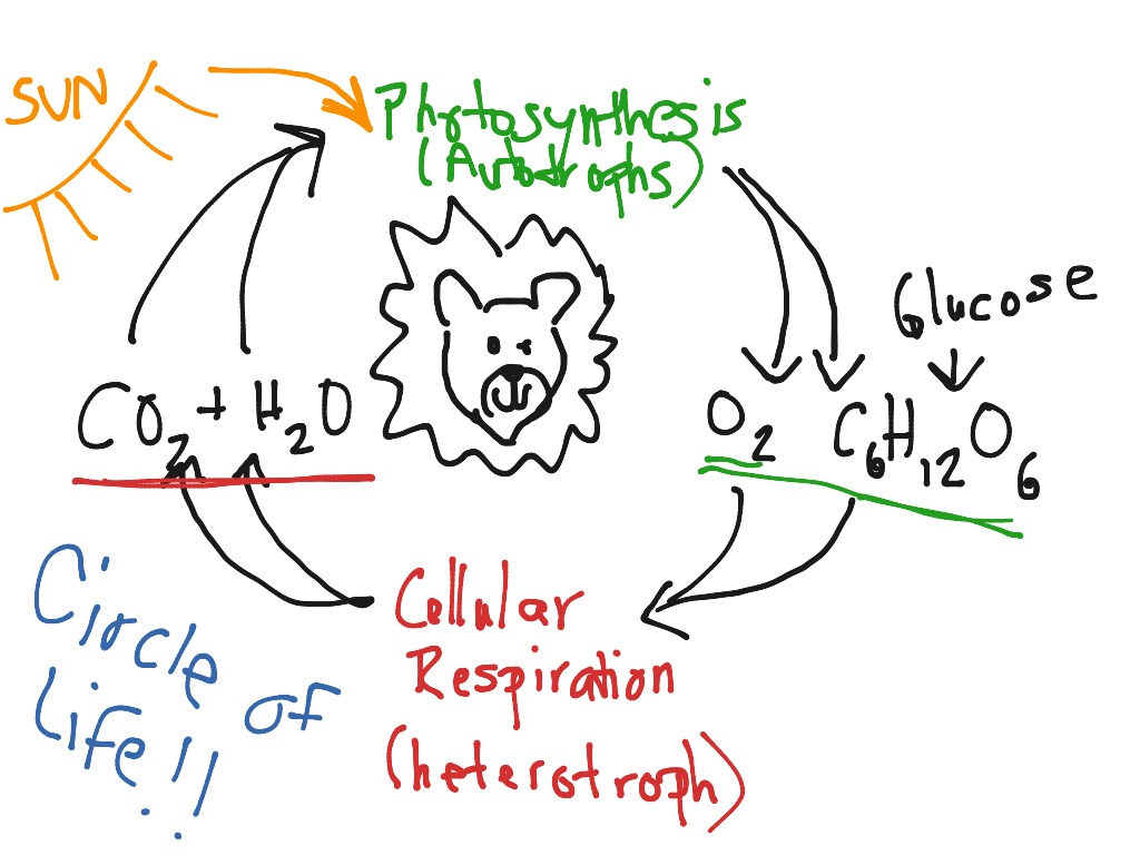 Circle of life notes | Science, Biology | ShowMe