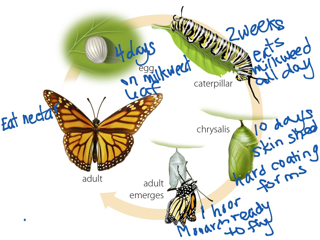 Monarch Lifecycle | Science, Biology | ShowMe