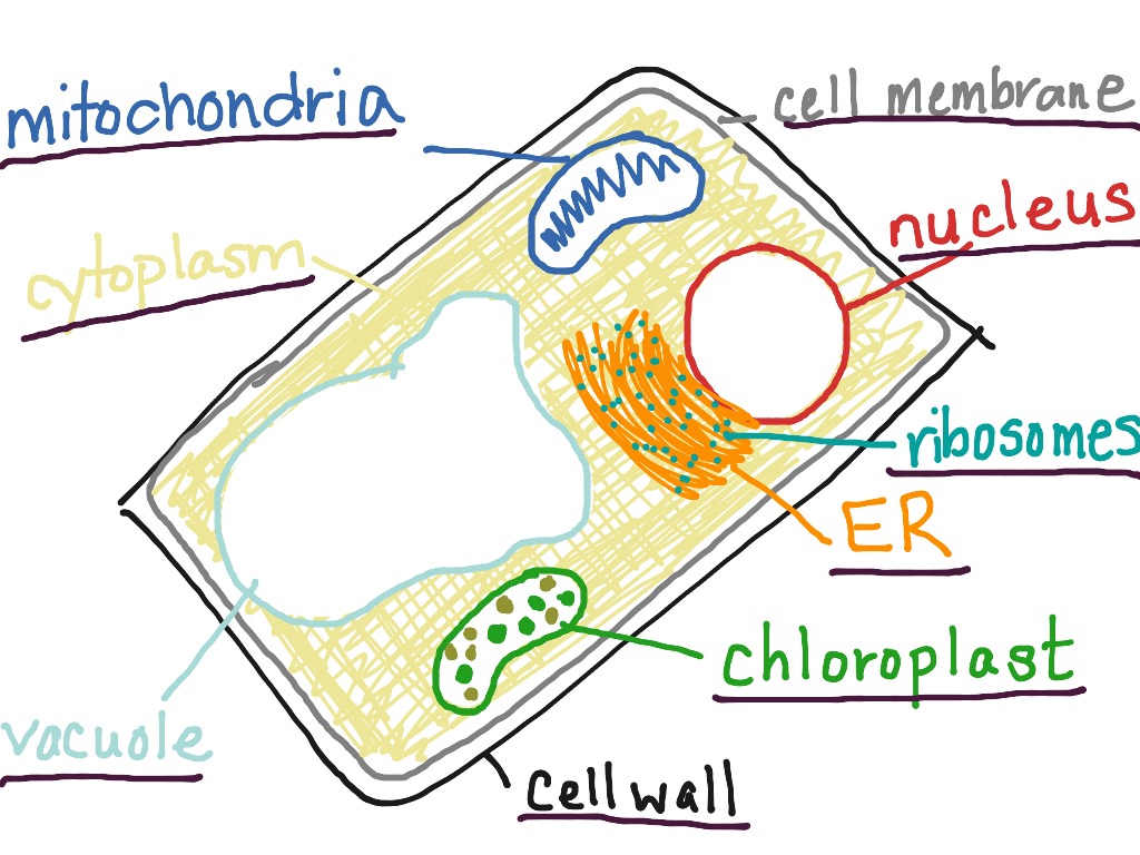 ELL Cell Structure (Plant and Animal) | Science, Esl, Cell Structure, Plant  Cell, Animal Cells | ShowMe