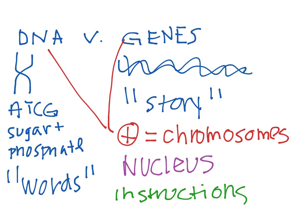 DNA and its Realtionships | Science, Biology, Physiology | ShowMe