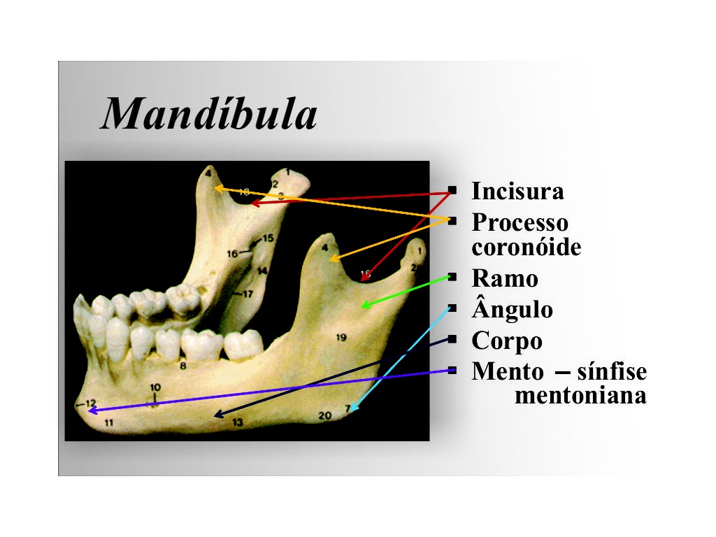 Mandibula | Science, Biology, anatomy | ShowMe