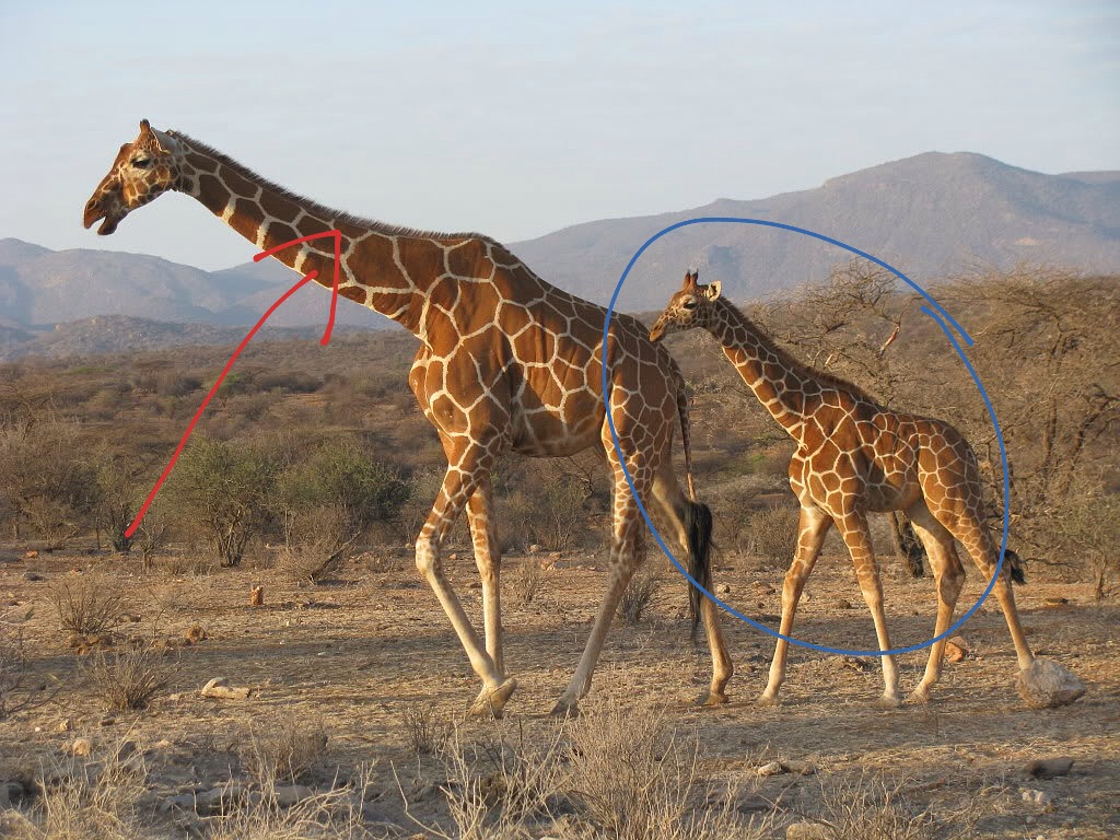 Thirsty Giraffe