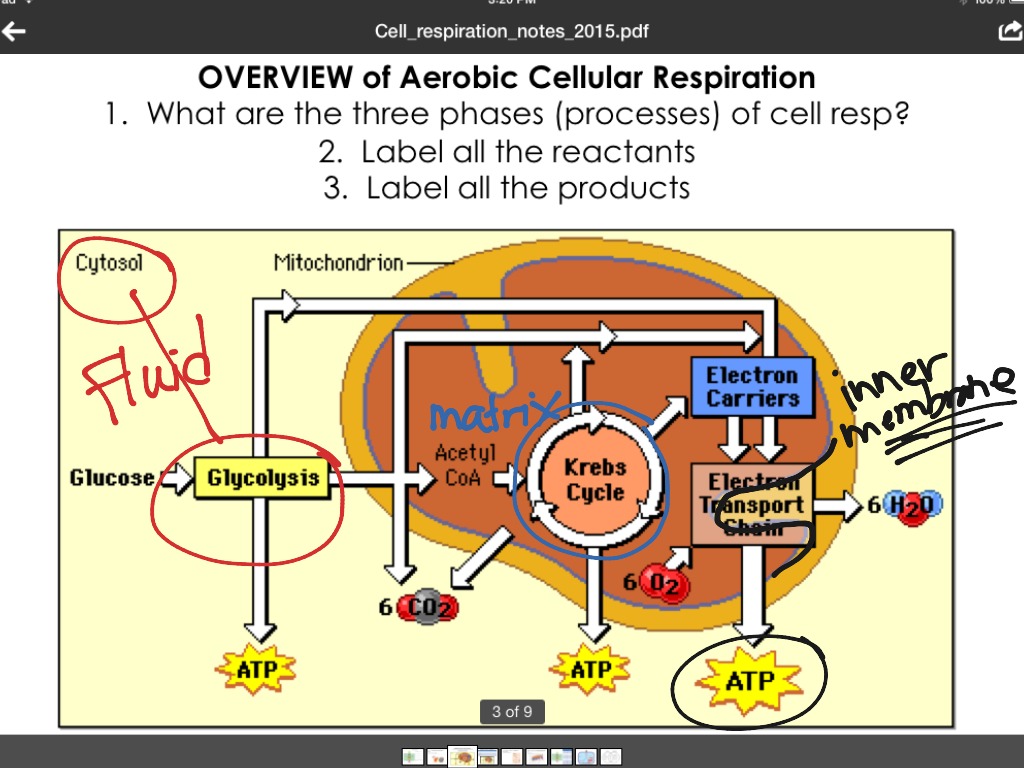 aerobic-cellular-respiration-drawing-conceptdraw-samples-science-and