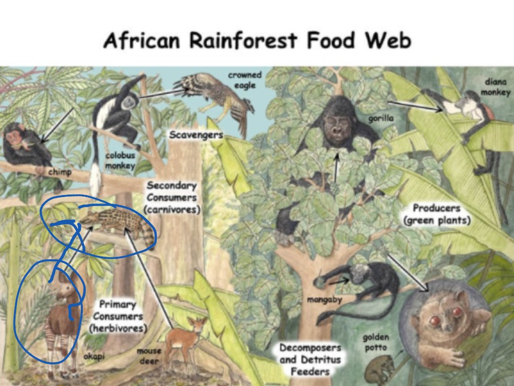 African rainforest food web