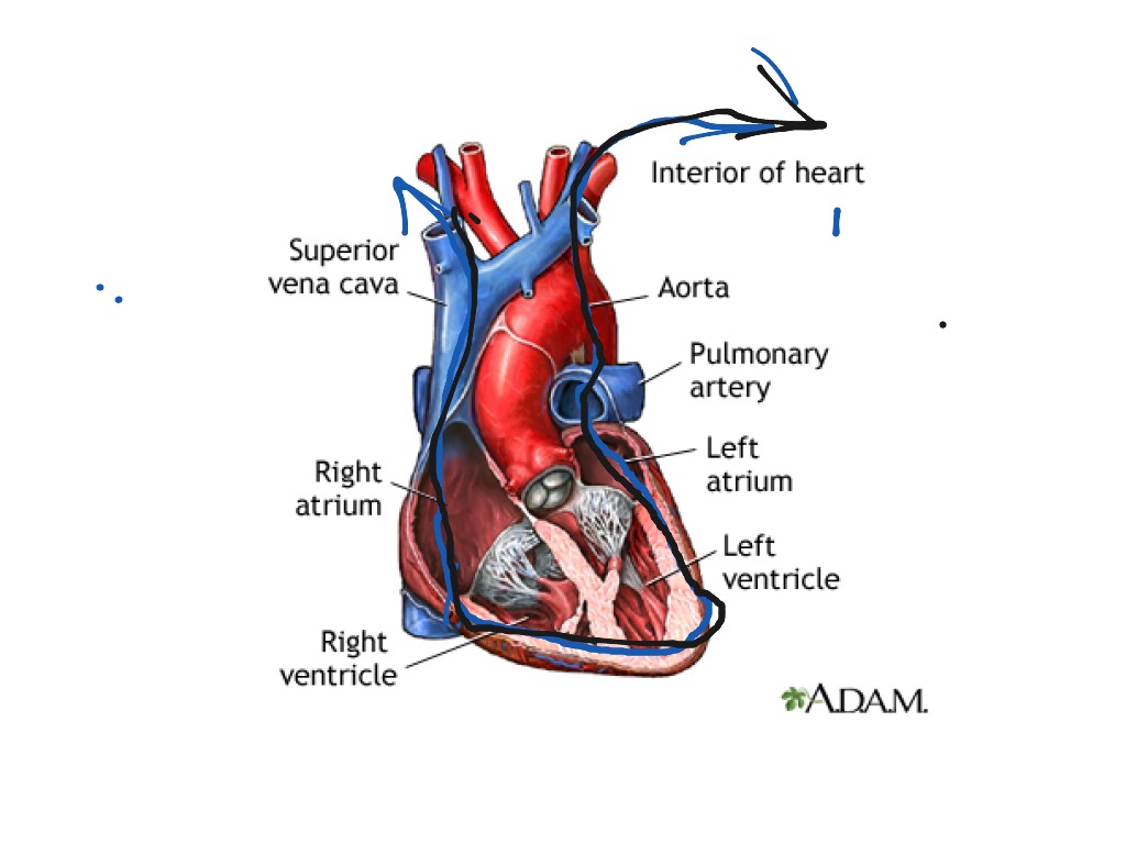 ShowMe - blood flow through heart