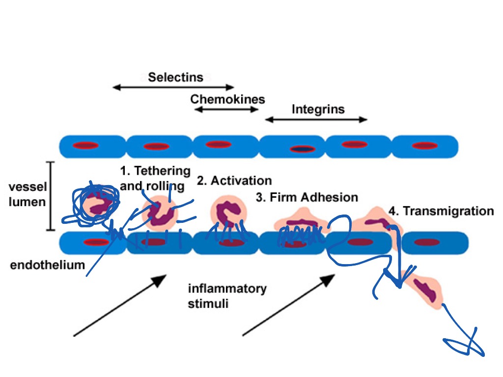 Adhesion Science, Biology, immunology ShowMe
