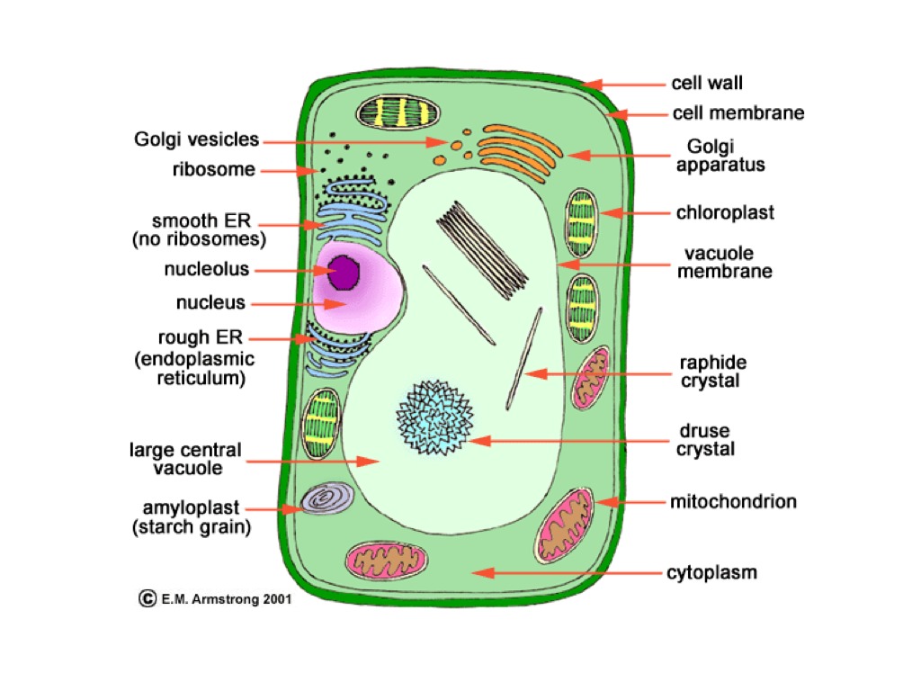 ShowMe - a real plant cell