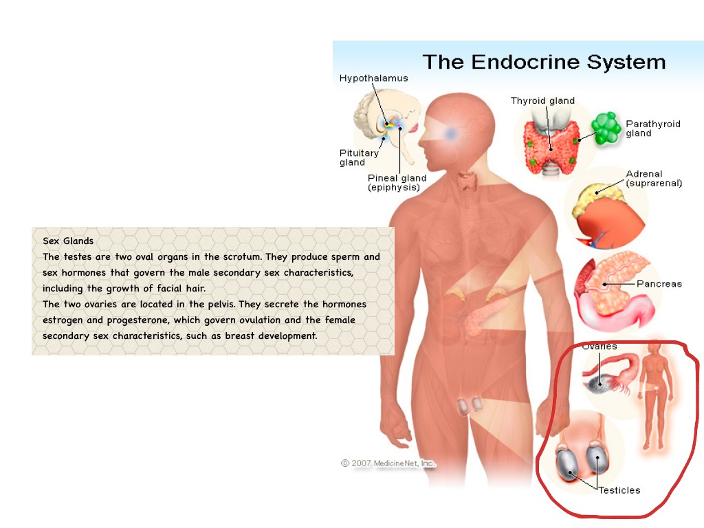 Sex Glands | Science | ShowMe