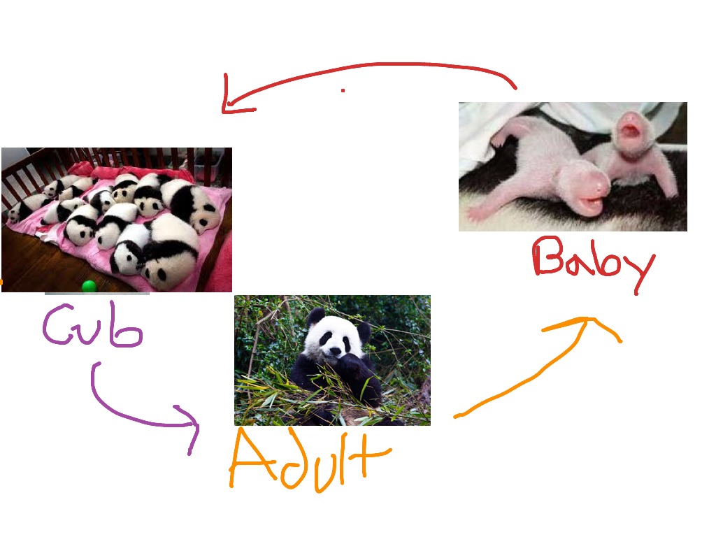 Life Cycle Of A Panda Bear