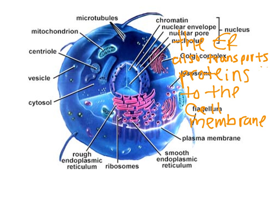 Describing how organelles work together to function in a cell | Science, Biology, Cells | ShowMe