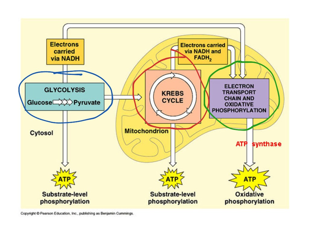 Topic - Cellular Respiration | ShowMe Online Learning