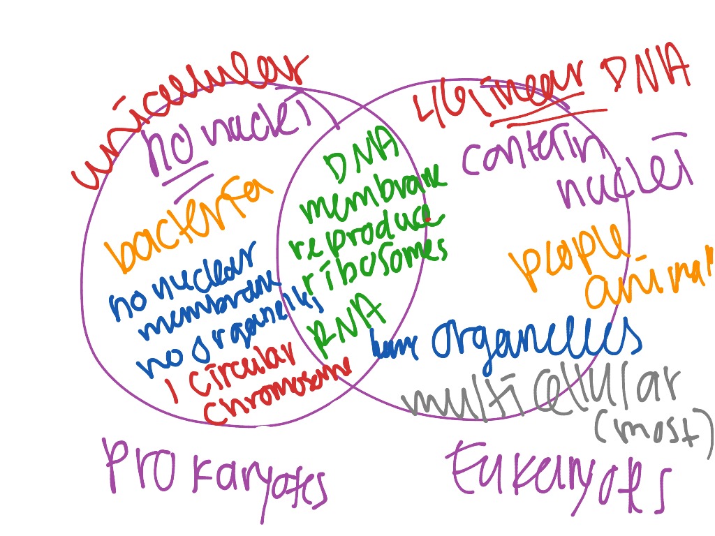Prokaryote Eukaryote Venn Diagram Biology Showme