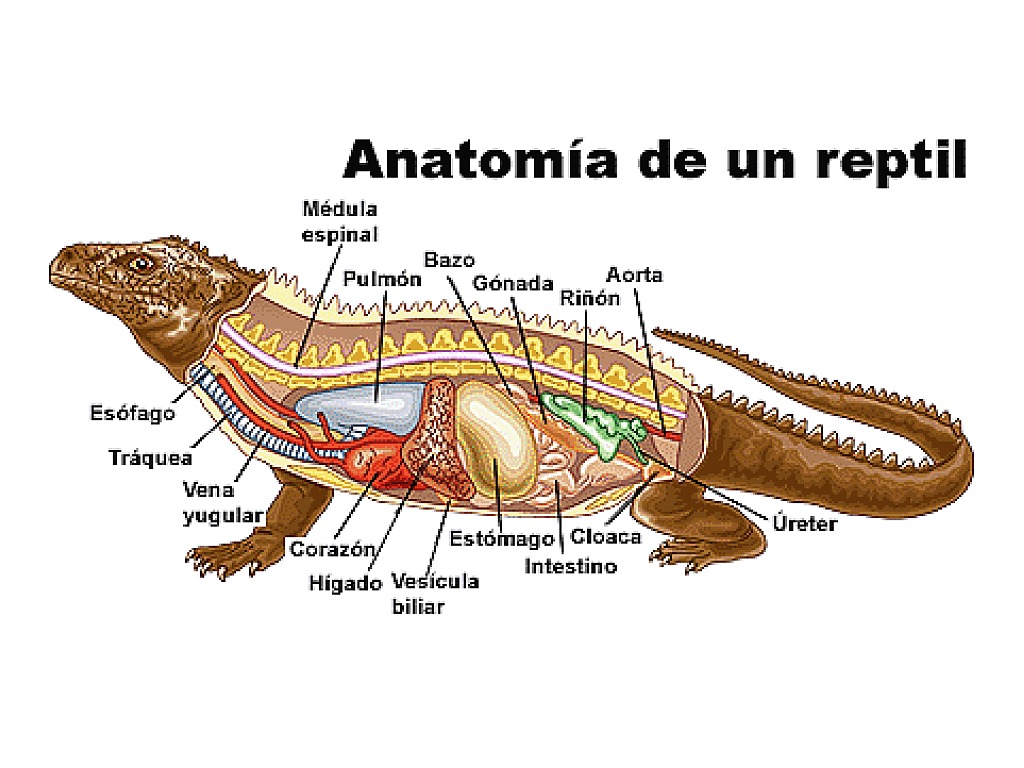 У рептилий есть клоака. Анатомия рептилий. Пищеварение крокодила. Пищеварительная система крокодила. Пищеварительная система рептилий.