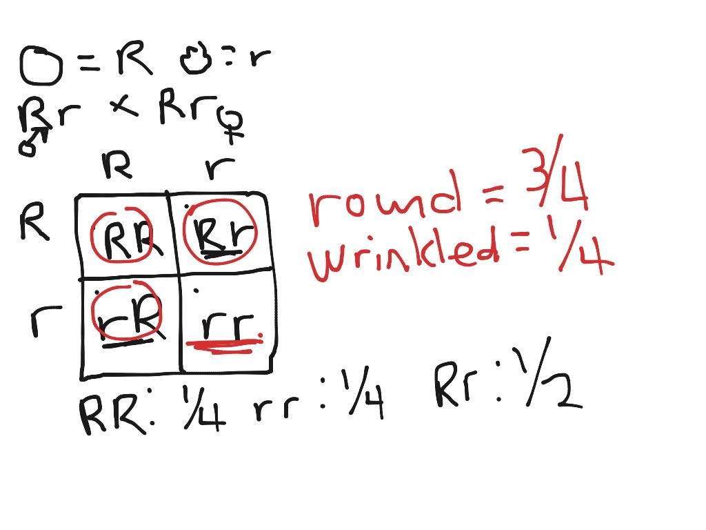 punnettsqmonohybrid Science Biology Genetics ShowMe