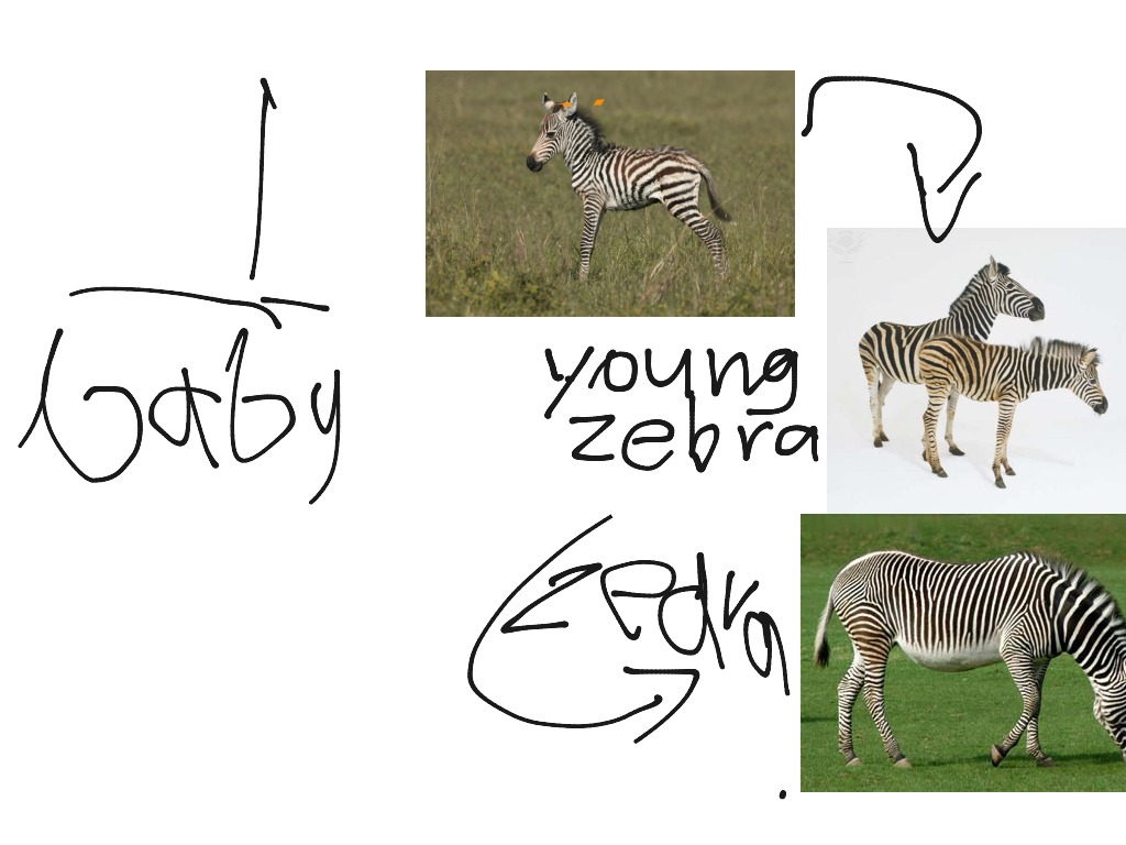 newborn baby zebra life cycle