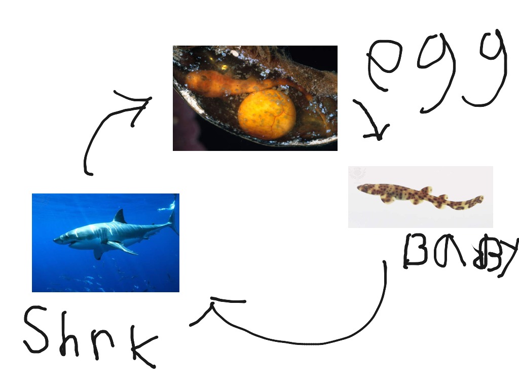 The Life Cycle Of A Shark