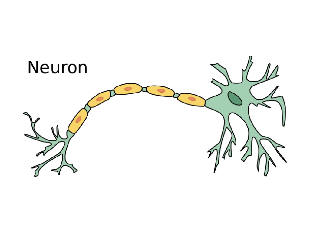 Нейронның құрылысы