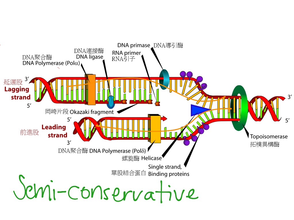 DNA Replication Complex