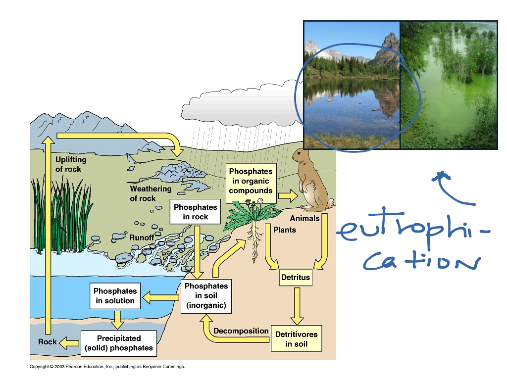 showme-transitional-aquatic-ecosystems