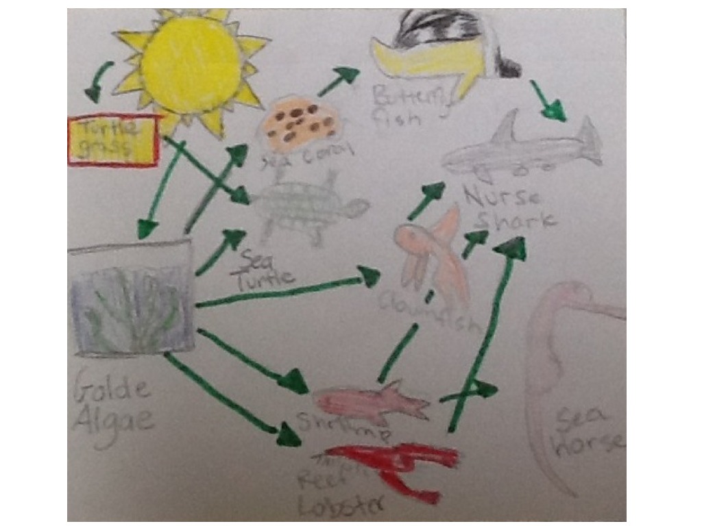 Butterfly fish food chain Meghan | ShowMe