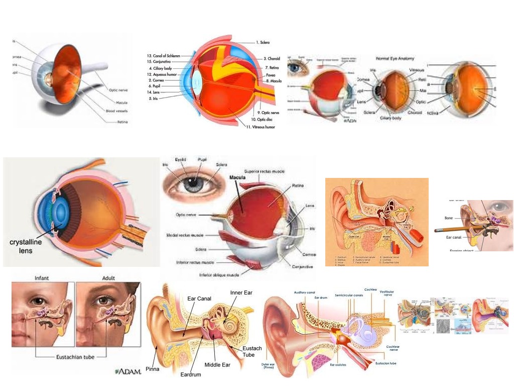 eye-ear-parts-science-health-human-body-showme