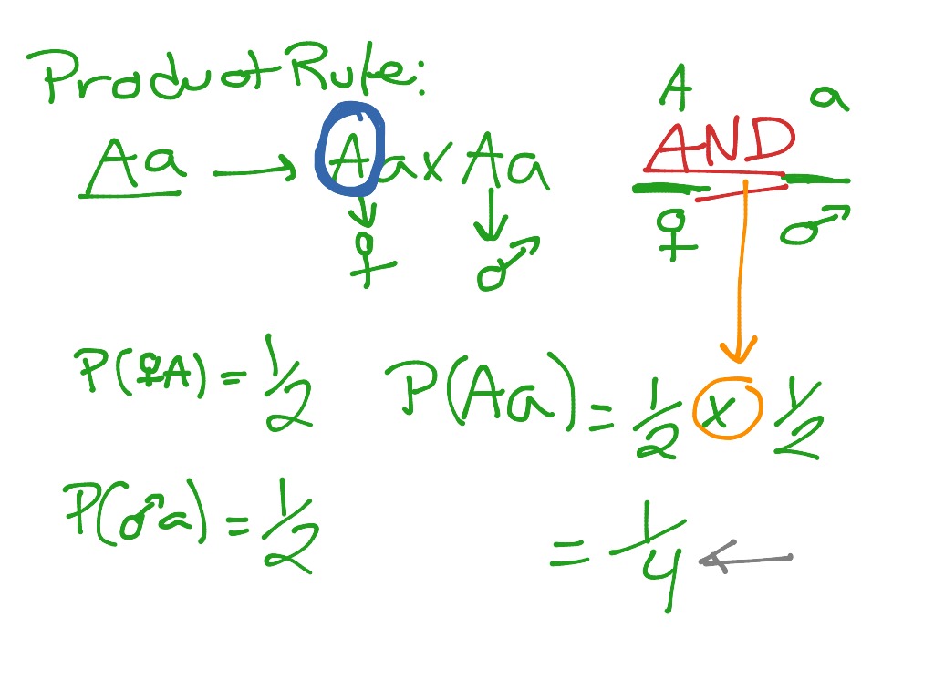 product-and-sum-rule-science-biology-genetics-statistics-showme